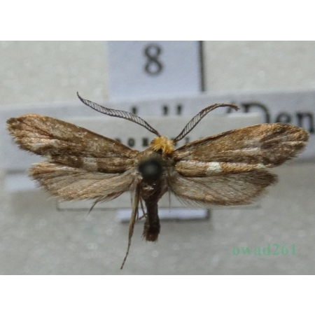 Incurvaria masculella (Denis & Schiffermüller, 1775) Czech8